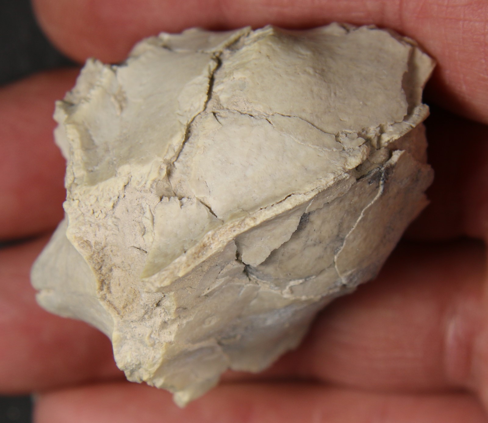 For Your Favorite Fossil Zombie, A Fossil Cranium