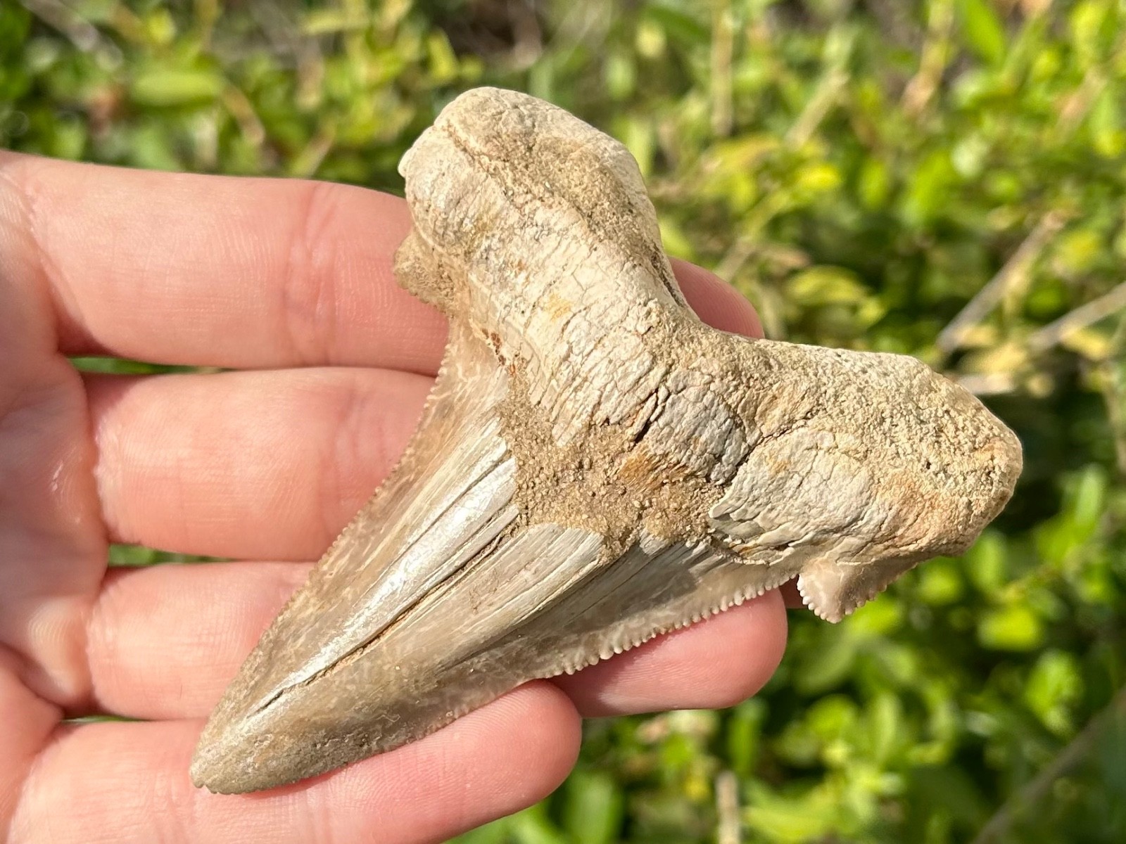 BIG Auriculatus sokolovi Sharks Tooth Fossil 3.31” Dakhla Morocco Shark Teeth