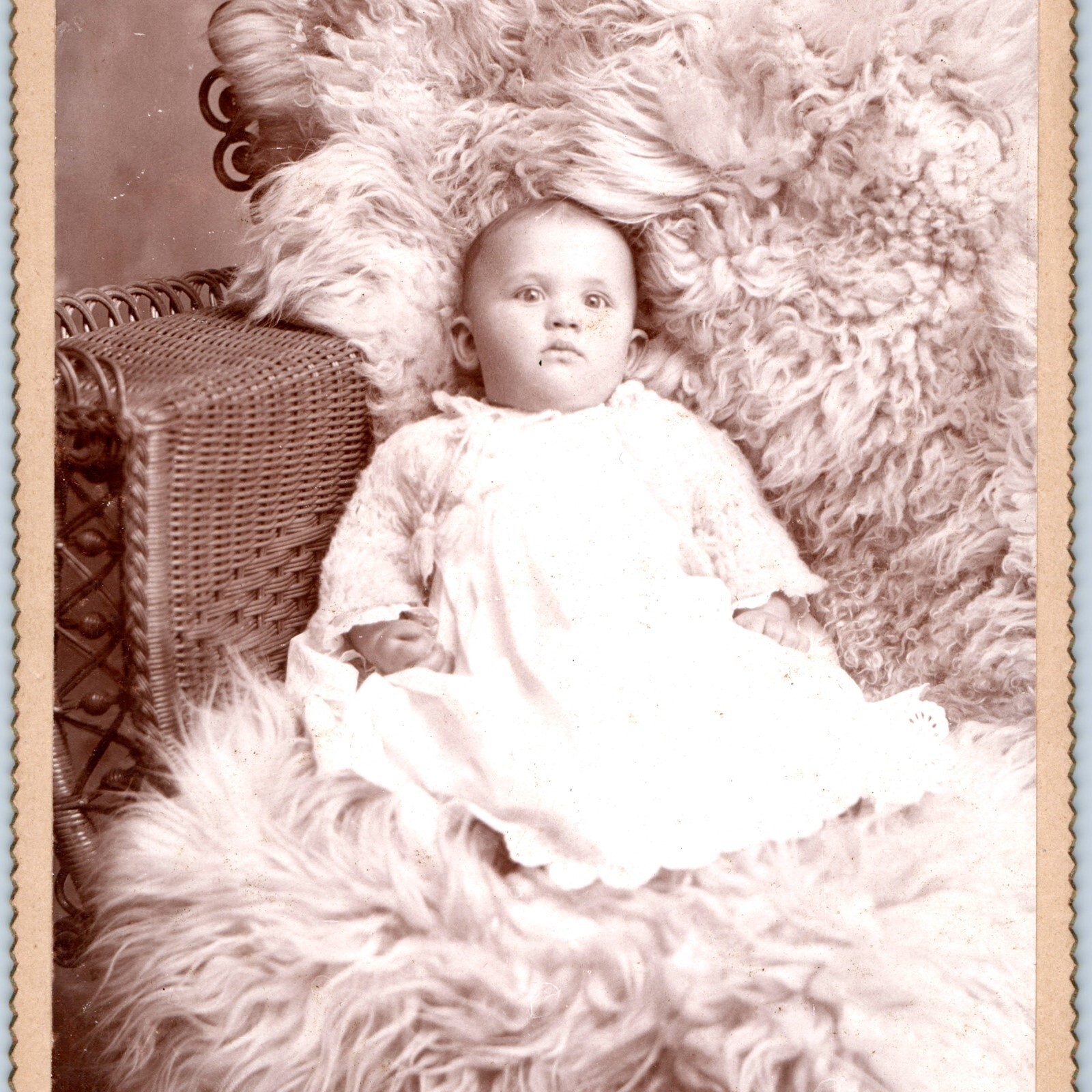 c1880s Myerstown, PA Cute Baby Boy on Fur Cabinet Card Photo Harry Saylor B16