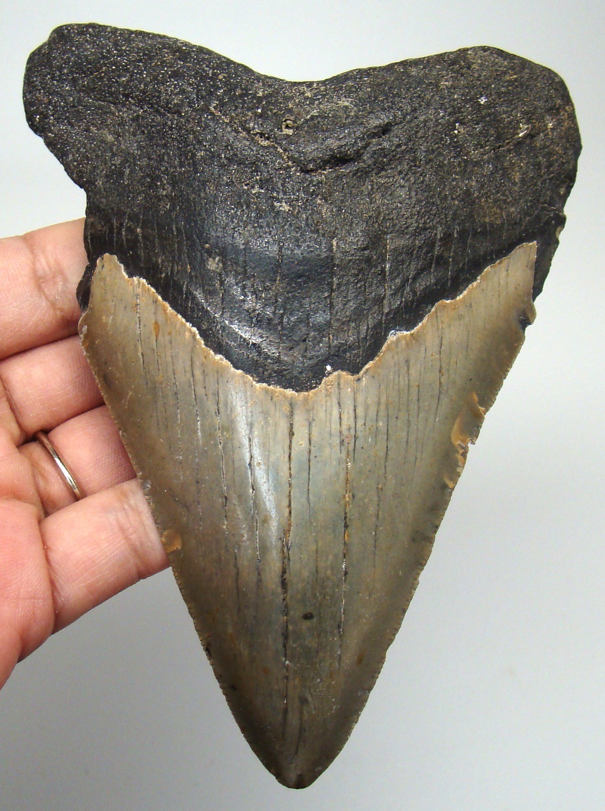 MEGALODON Shark tooth Real Fossil XL 5.09” - LARGE Shark teeth NO Restorations