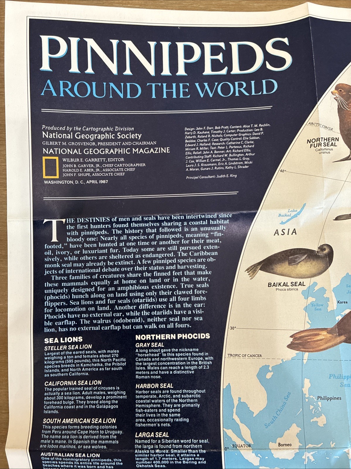NATIONAL GEOGRAPHIC Map Insert : Pinnipeds Around The World  April 1987