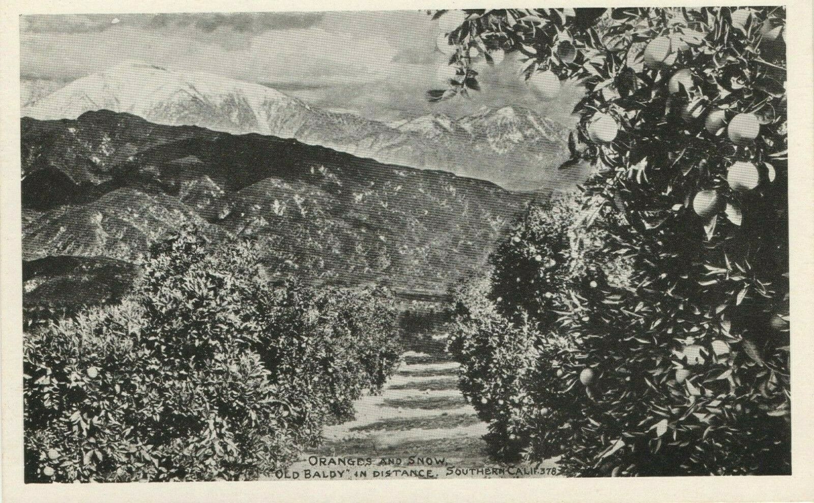 Postcard Circa 1915-1930 Southern California Oranges And Snow Old Baldy Mountain
