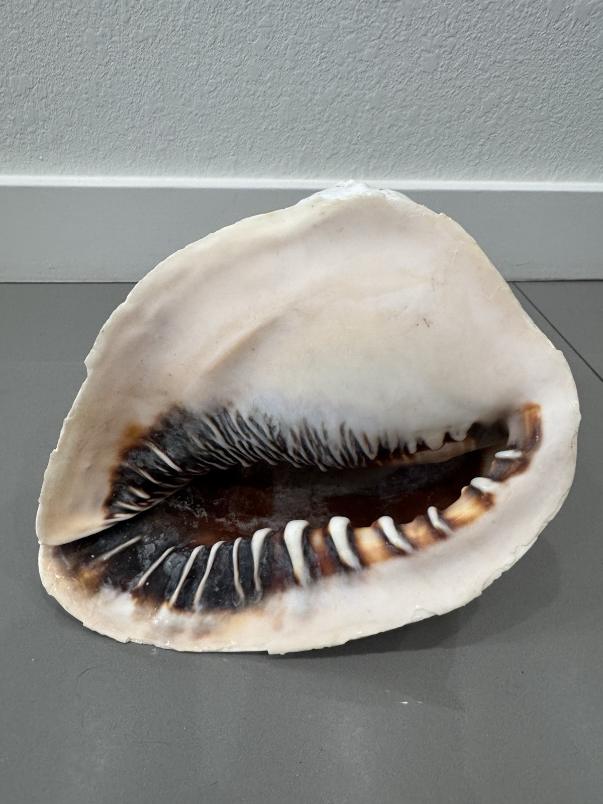 HUGE Queen Emperor Helmet Seashell Natural Conch Approx 9x6.5”