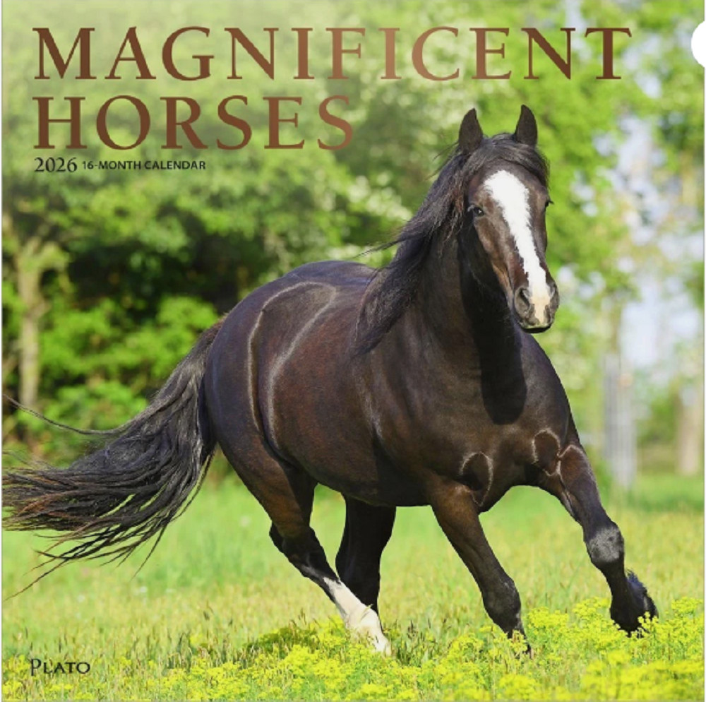 Magnificent Horses 2026 Wall Calendar 16-Month 12\