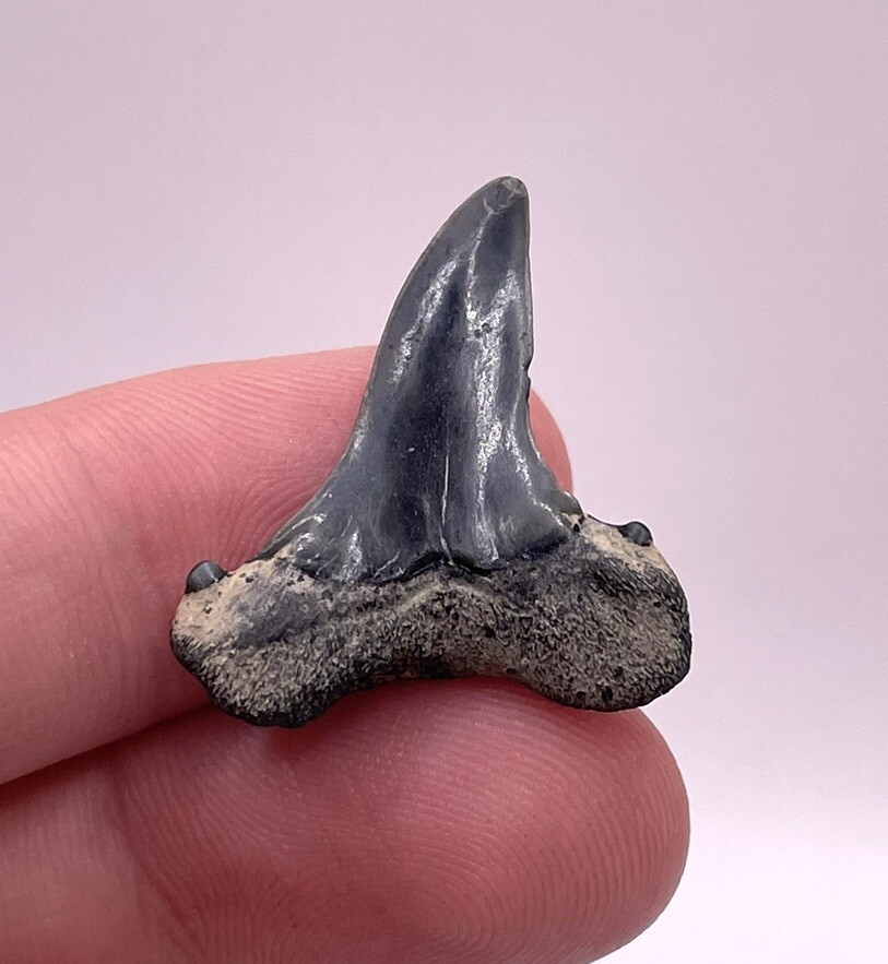 Rare CUSPED Retroflexus Mako Shark Tooth Fossil from Charleston SC 1.14” Rare CUSPED Retroflexus Mako Shark Tooth Fossil from Charleston SC 1.14”