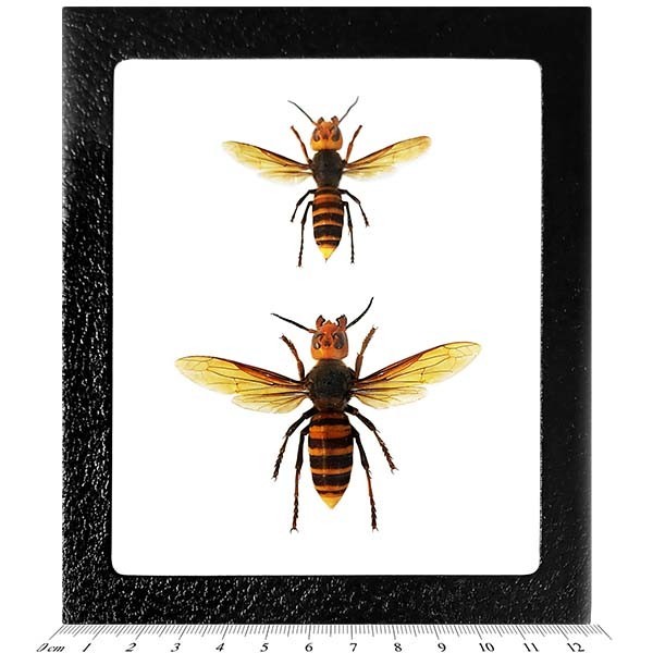 Vespa mandarinia WORKER + QUEEN wasp murder hornet Japan