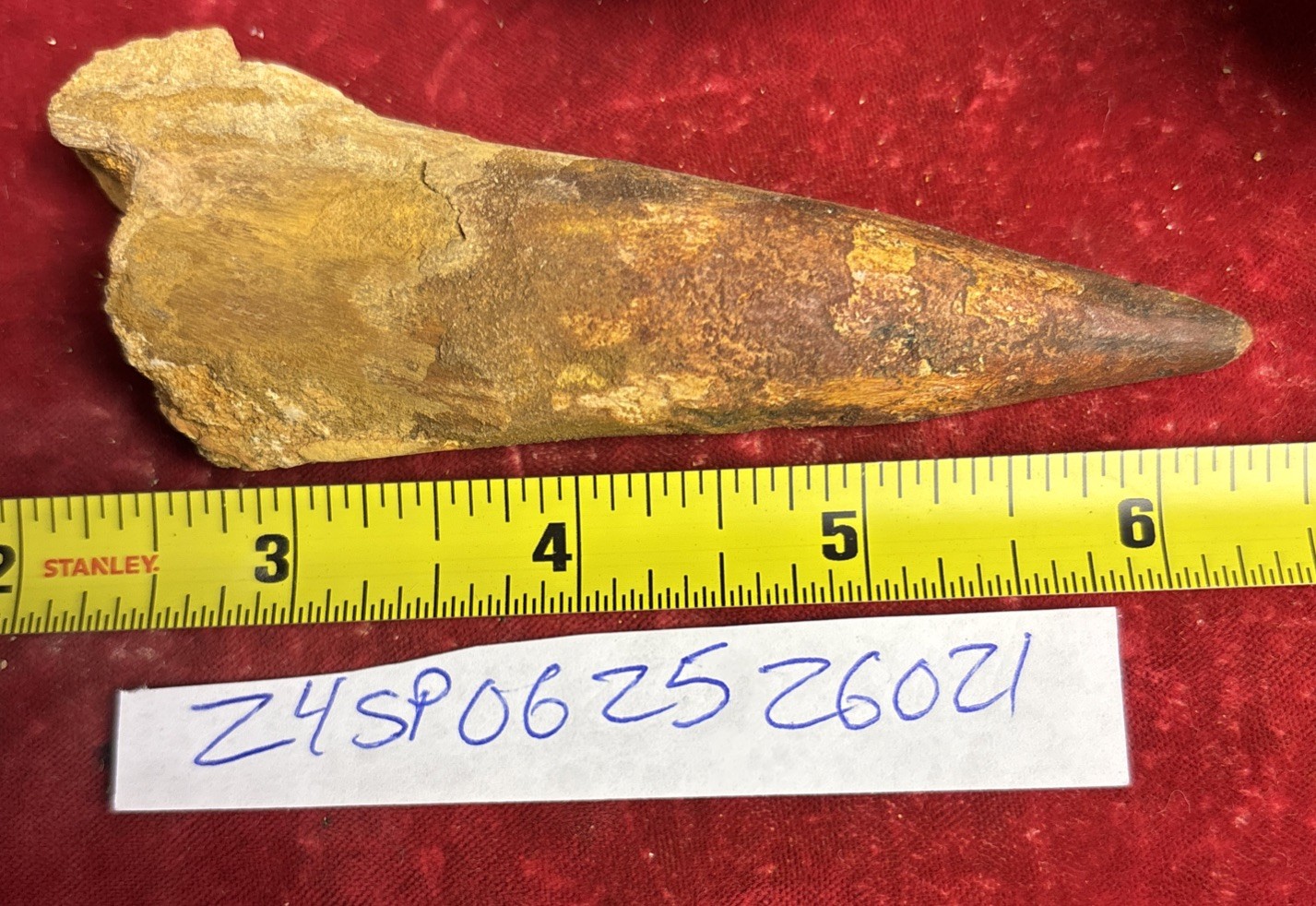 4 3/8 inch Authentic spinosaurus tooth