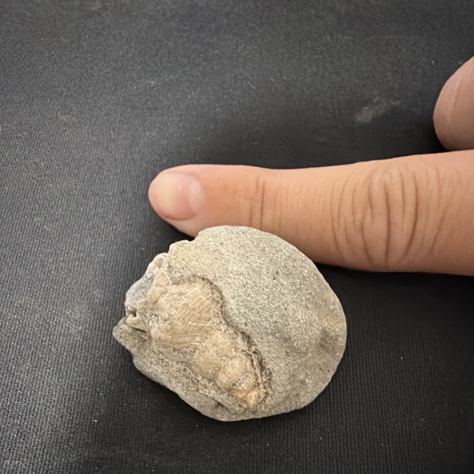 Natural Shell Fossil Specimen Embedded in Rock Matrix - Natural Stone Fossil
