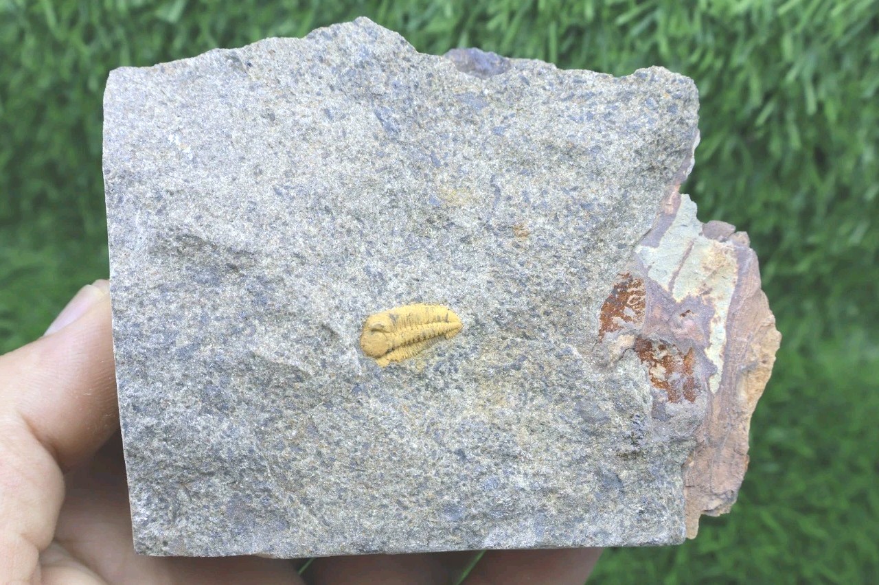 Rare Ormathops Trilobite Fossil from the Lower Ordovician(485–470 Million Years)