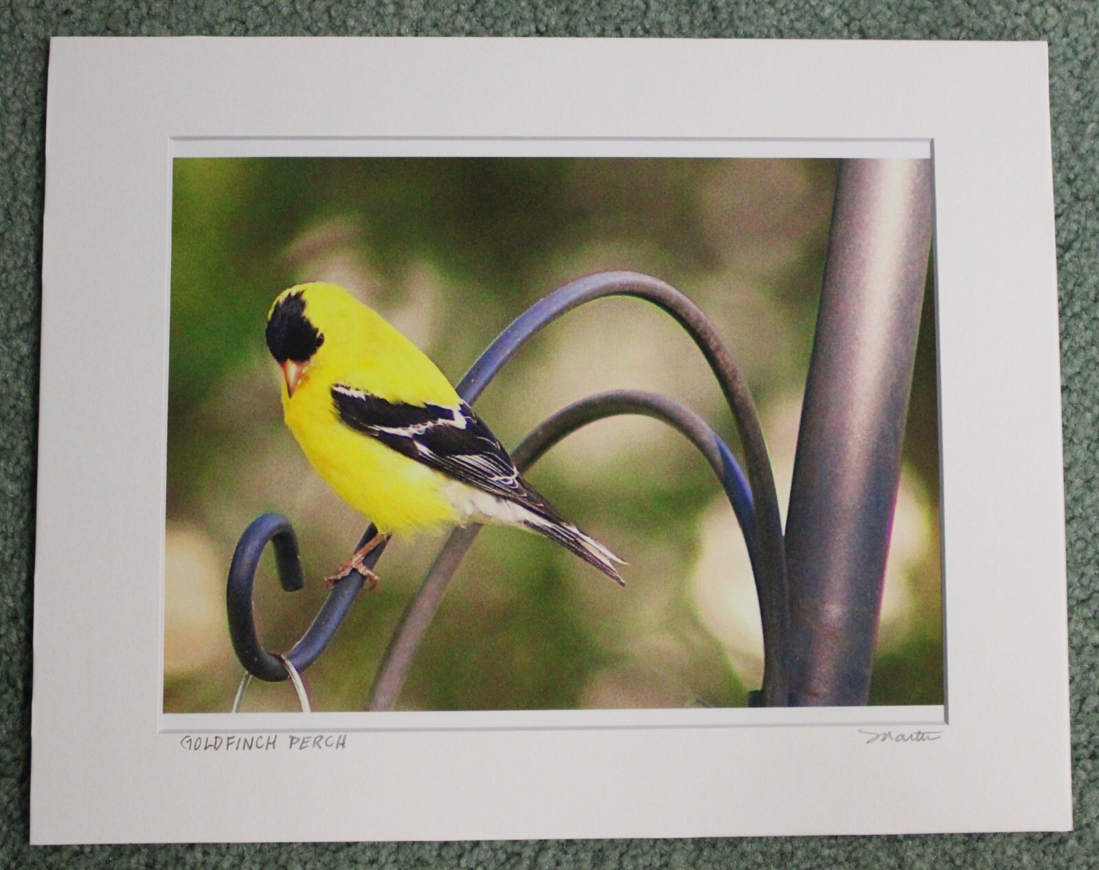 “GOLDFINCH PERCH” ORIGINAL SIGNED COLOR MATTED PHOTOGRAPH-NEW