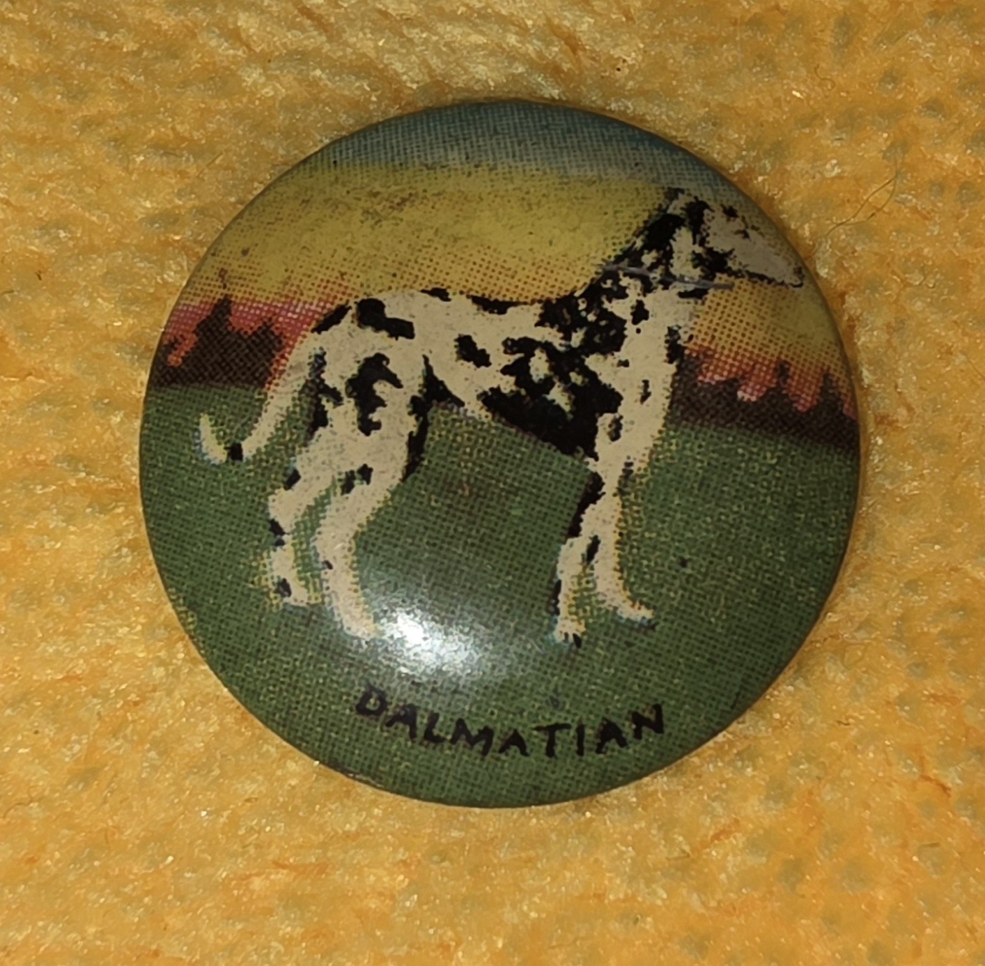 Antique Celluloid Dalmatian Dog Pocket Token Novelty Coin Insert Early 1900s