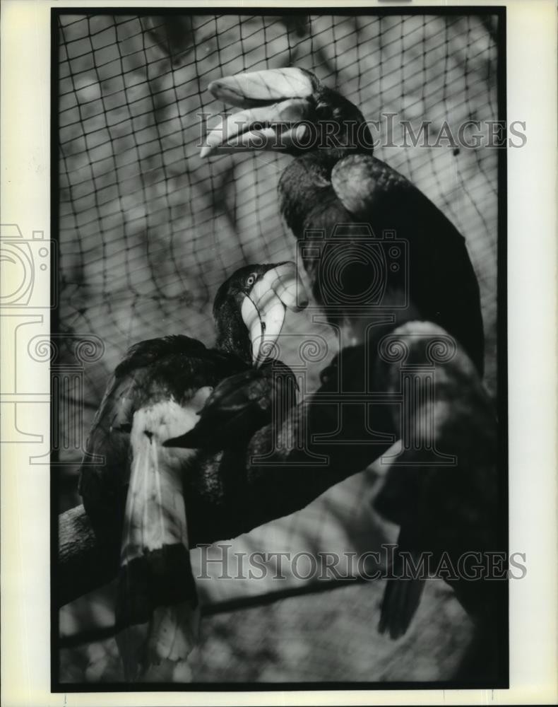 1989 Press Photo First Rhinoceros Hornbills born in captivity at the Audubon Zoo