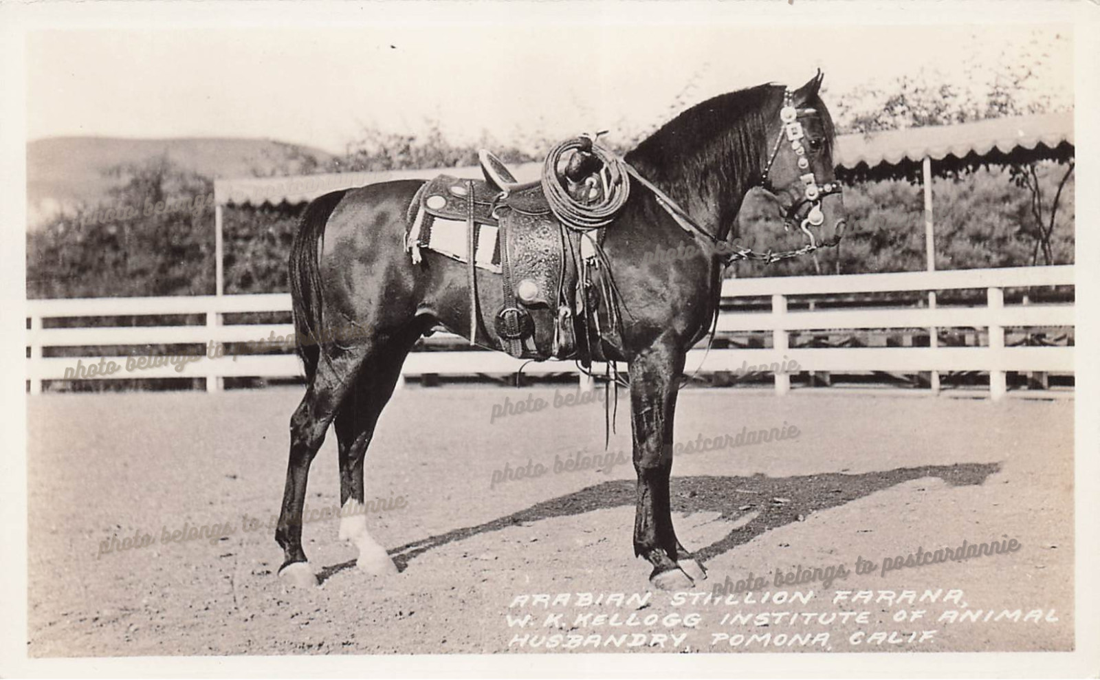 RPPC Pomona California Kellogg Arabian Horse FARANA Stallion Photo Postcard F44