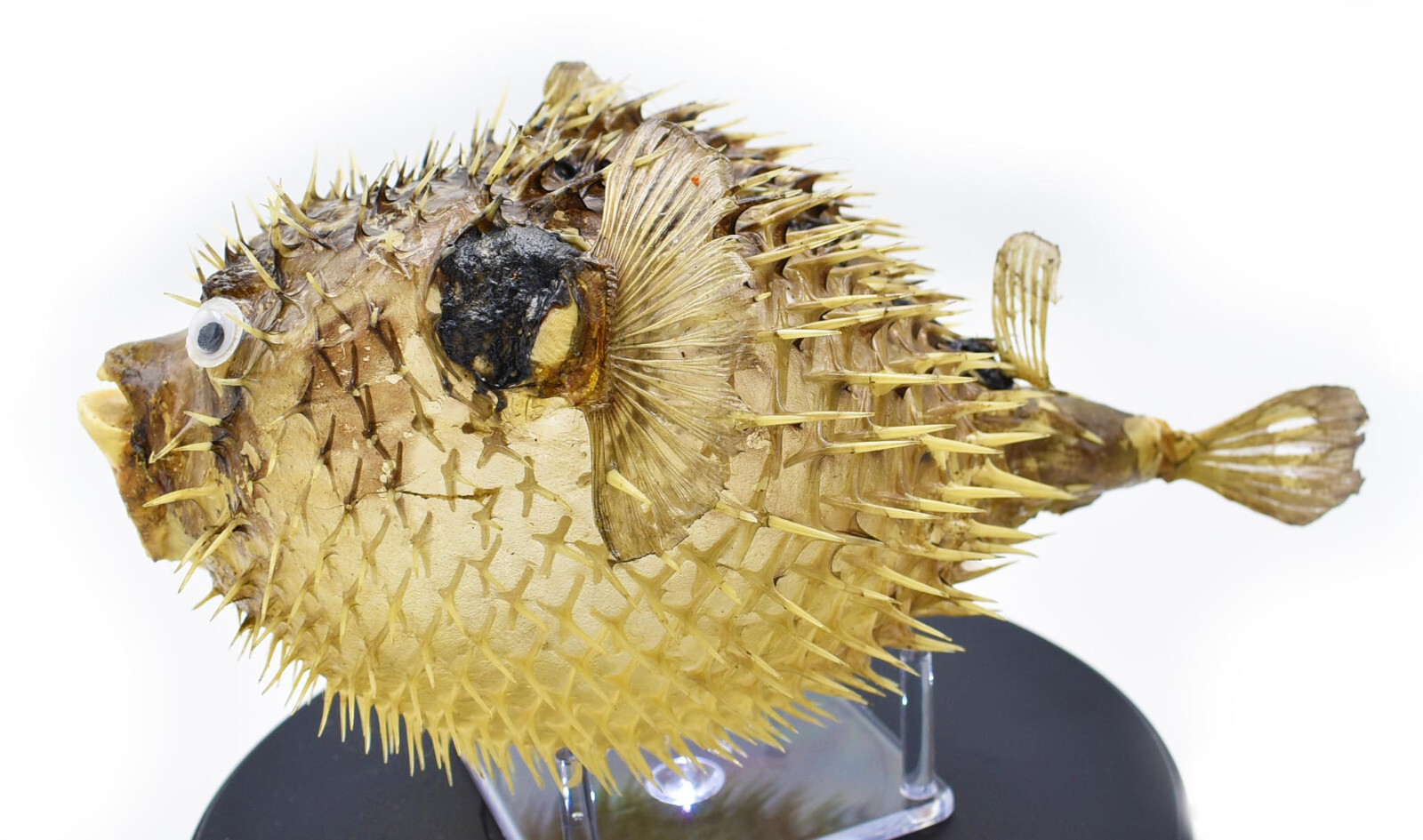 Real Large Dried Porcupine Fish (10-12\