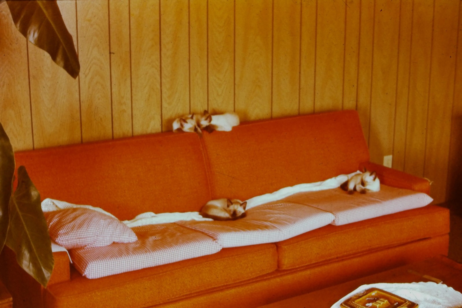 c1970\'s 35mm Slide, Mid Century Orange Sofa, Small Dogs, Wood Paneling c1970\'s 35mm Slide, Mid Century Orange Sofa, Small Dogs, Wood Paneling