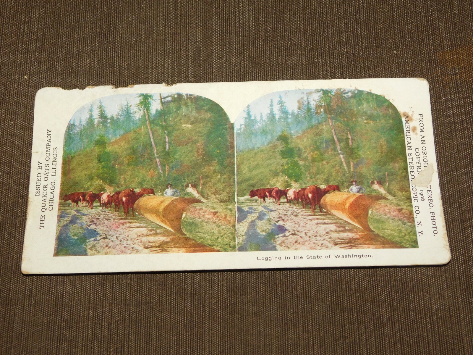 VINTAGE STEREOVIEW STEREOSCOPE CARD 1906  LOGGING IN WASHINGTON STATE