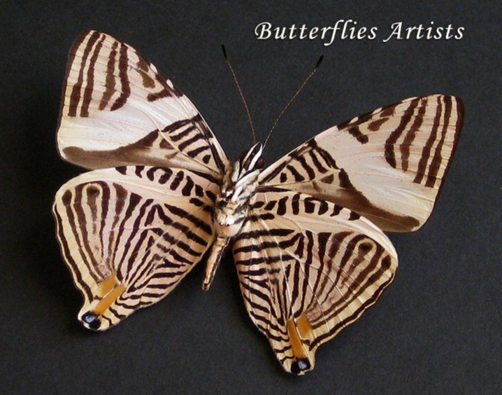 Zebra Mosaic Colobura Dirce Butterfly Framed Entomology Collectible Shadowbox Zebra Mosaic Colobura Dirce Butterfly Framed Entomology Collectible Shadowbox