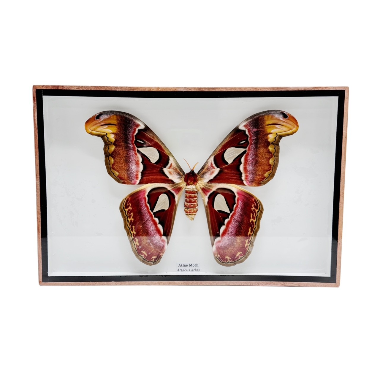 Real Taxidermy Butterfly - Atlas Moth
