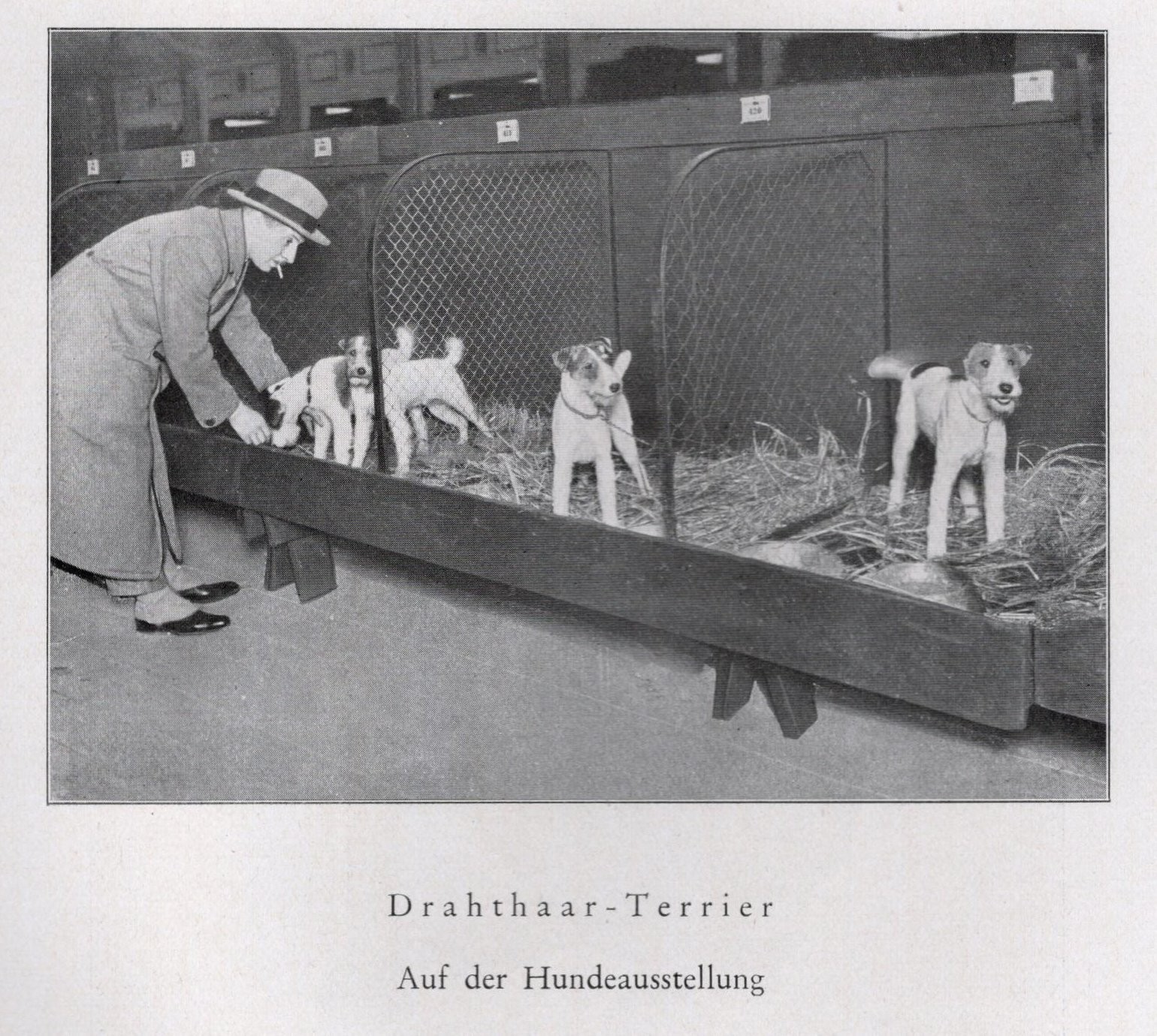 Fox Terrier - CUSTOM MATTED - 1940 Vintage Antique - German Dog \ Fox Terrier - CUSTOM MATTED - 1940 Vintage Antique - German Dog \
