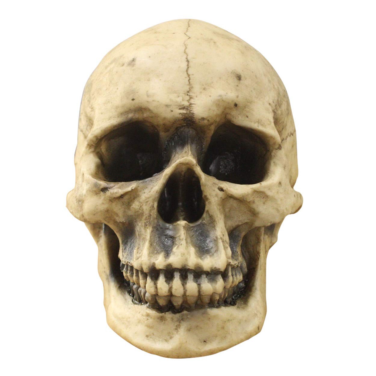 Wallcharmers Wall Charmers Life Size Human Skull - 8.5 Realistic Faux Human