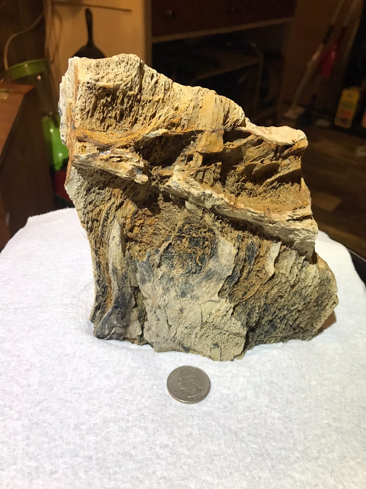 Fossilized Petrified Wood Flat Cut Base South Arkansas Mineral Specimen Display Fossilized Petrified Wood Flat Cut Base South Arkansas Mineral Specimen Display