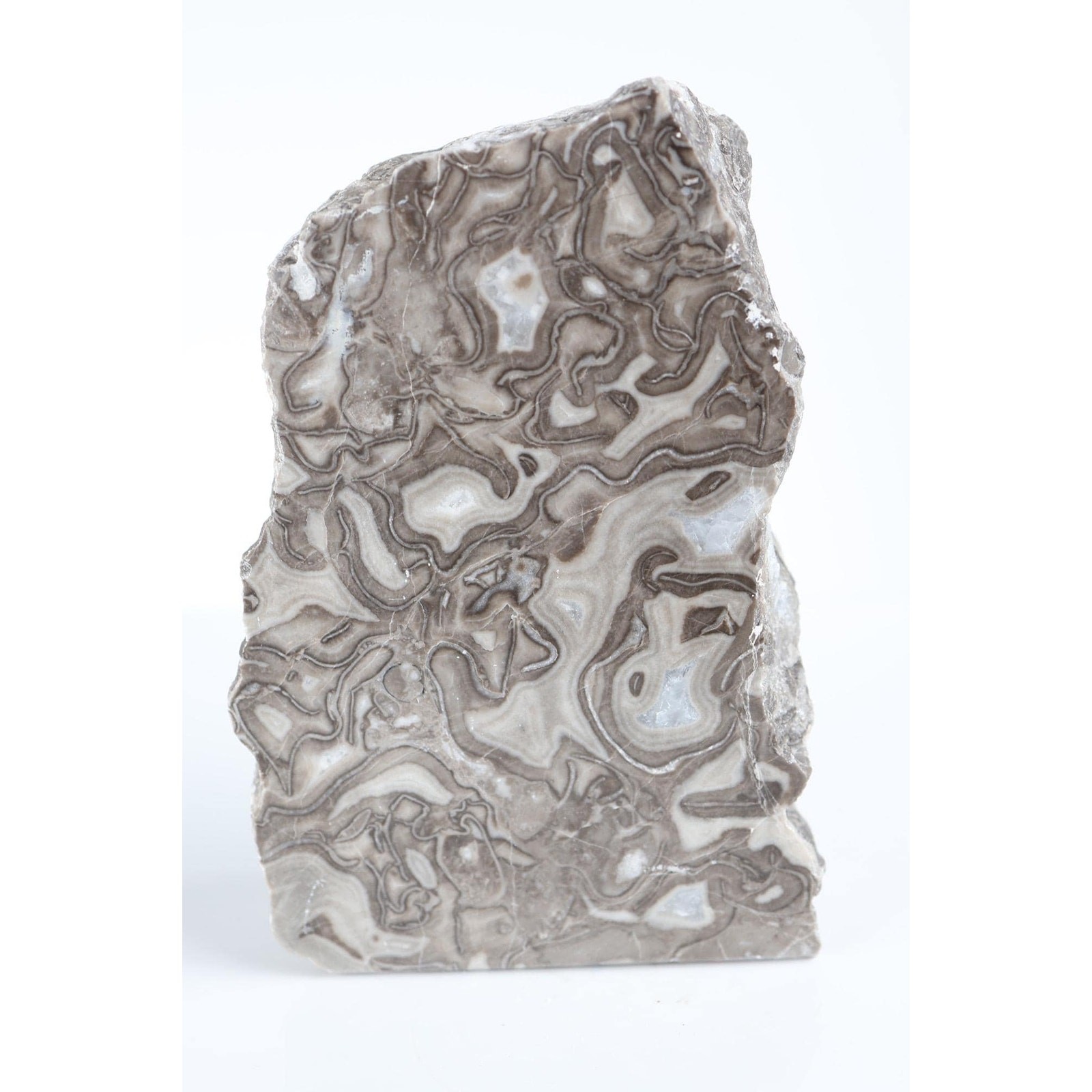 Polished Stromatolite Slab | Ancient Fossil Stone, Natural Banded Pattern
