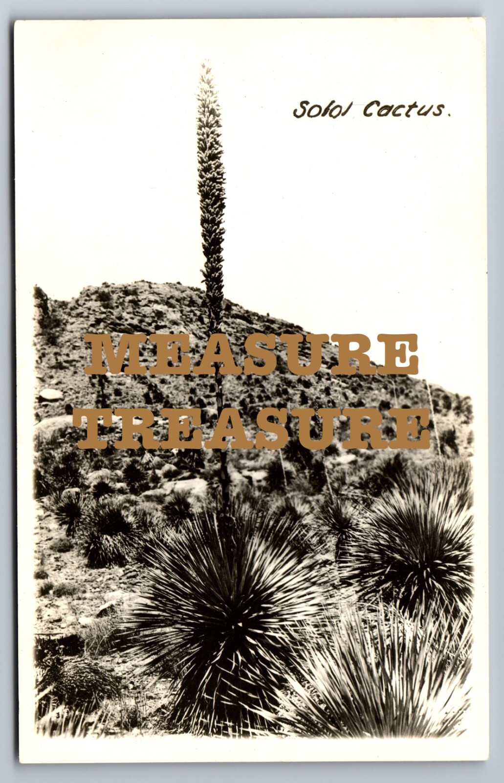 C.1940 RPPC SOTOL CACTUS CACTI DESERT PHOTO Postcard P91