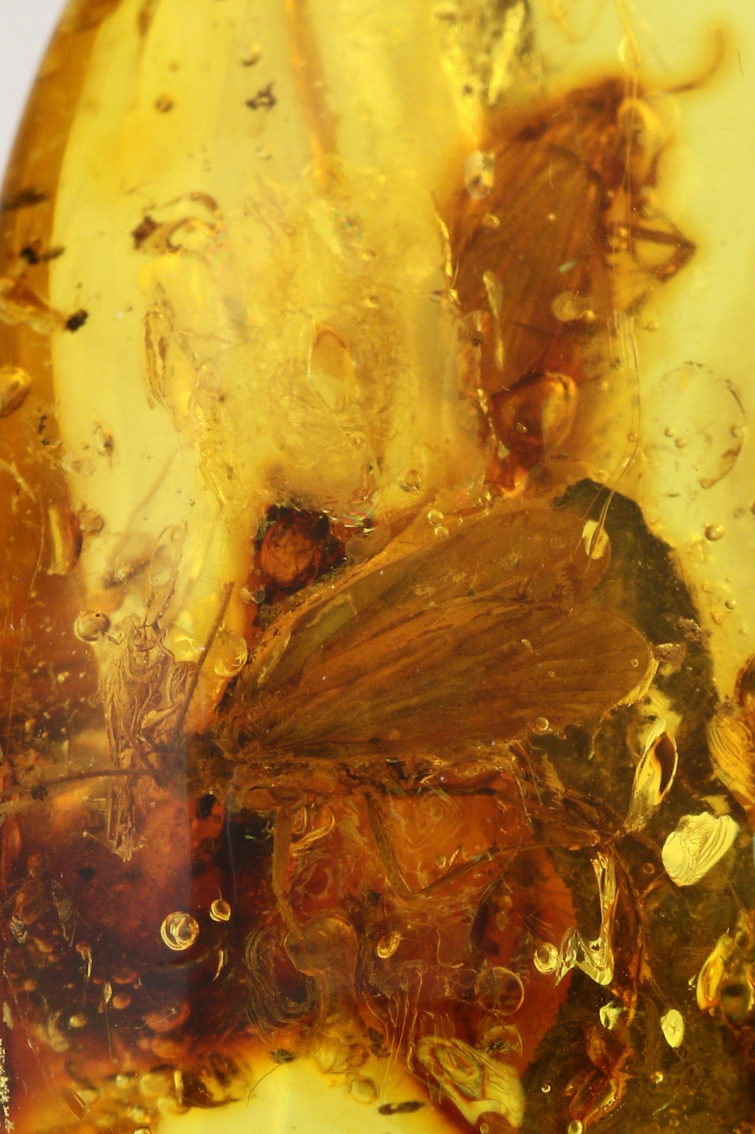 2 Large CADDISFLIES Trichoptera Inclusion Genuine BALTIC AMBER 6.1gr 180404-12