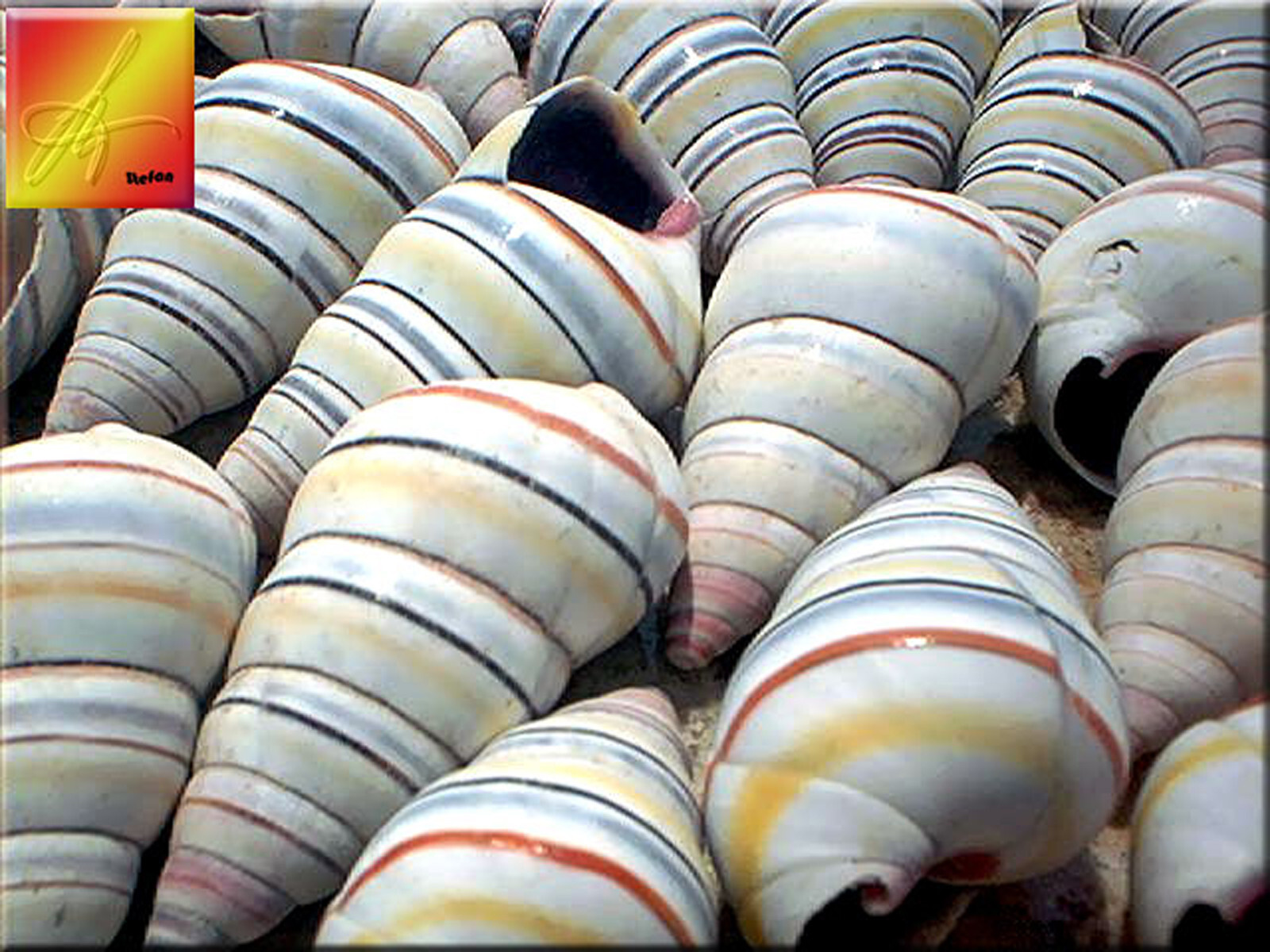 12 Real Haitian Tree Snail Shells (Striped Candy Snail) 1-2\