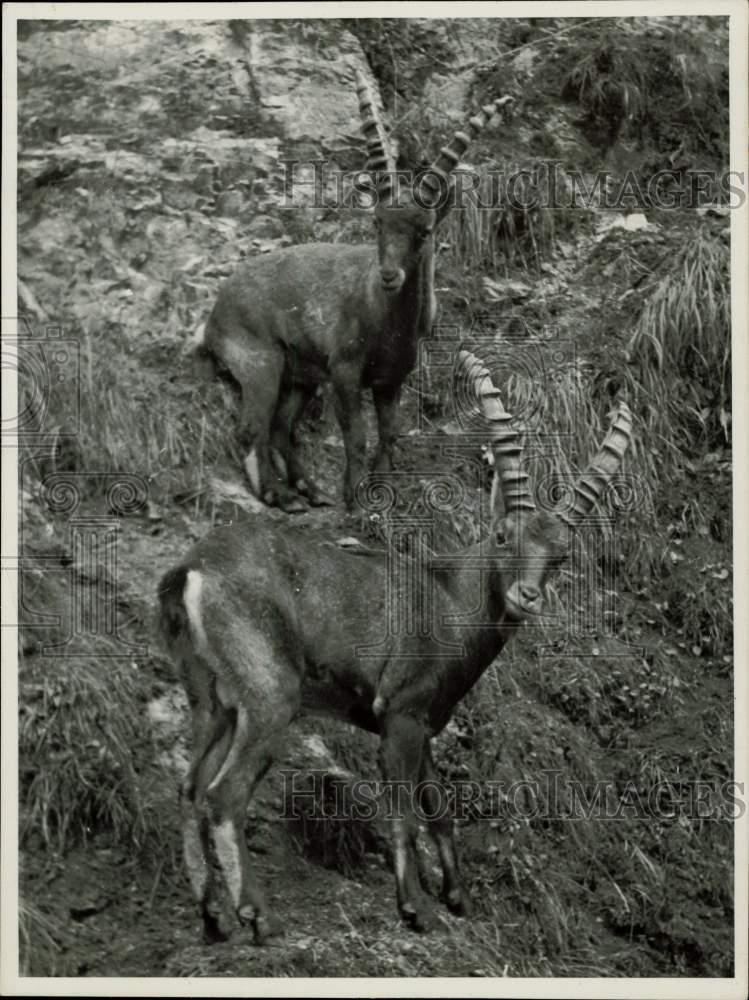 1954 Press Photo Alpine Ibexes in Upper Bavaria, Germany - kfx38899