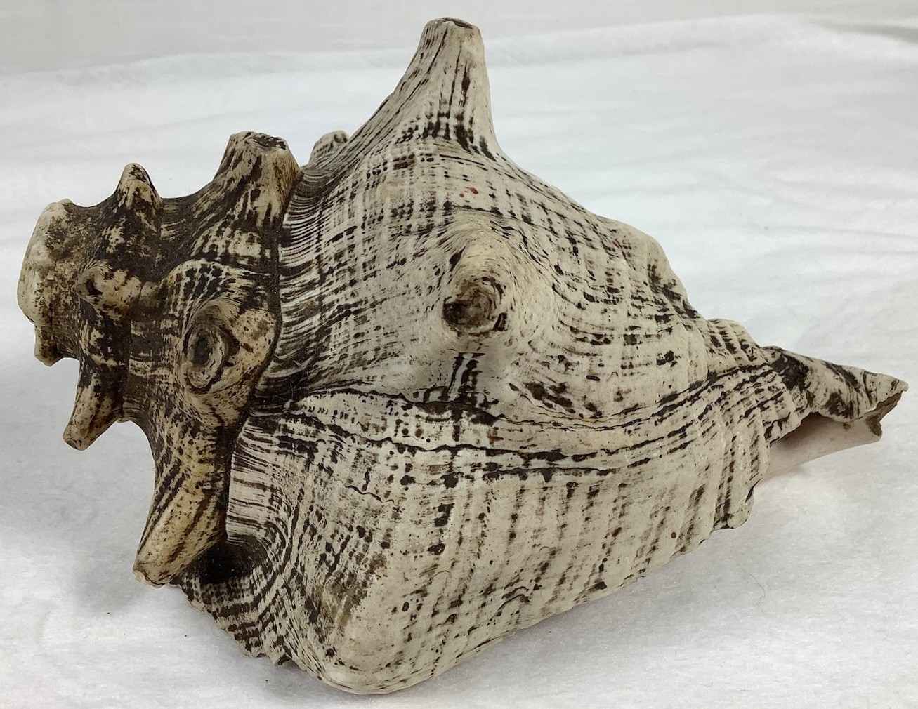 Large Vintage Caribbean Vase Sea Shell  7”- Vasum muricatum - Heavy Specimen