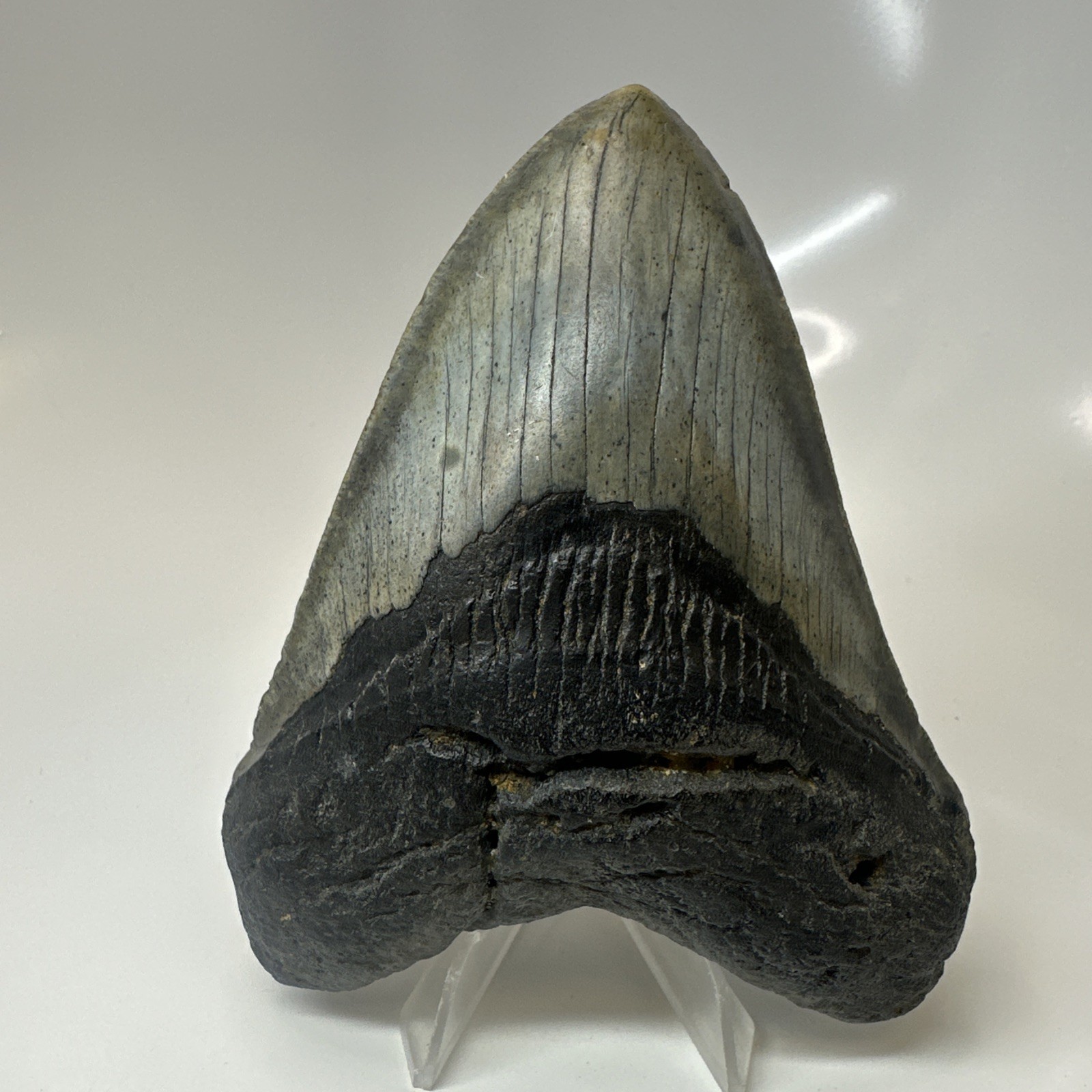 Megalodon Shark Tooth 4.54 Inch - Authentic - Beautiful Fossil - Carolina 20471