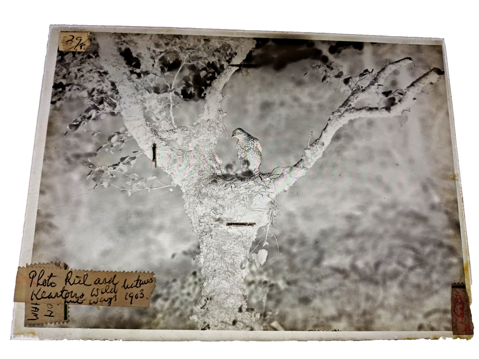 Cherry Kearton Master Glass Negative Cuckoo Wild Natures Ways 1903 Book Plate