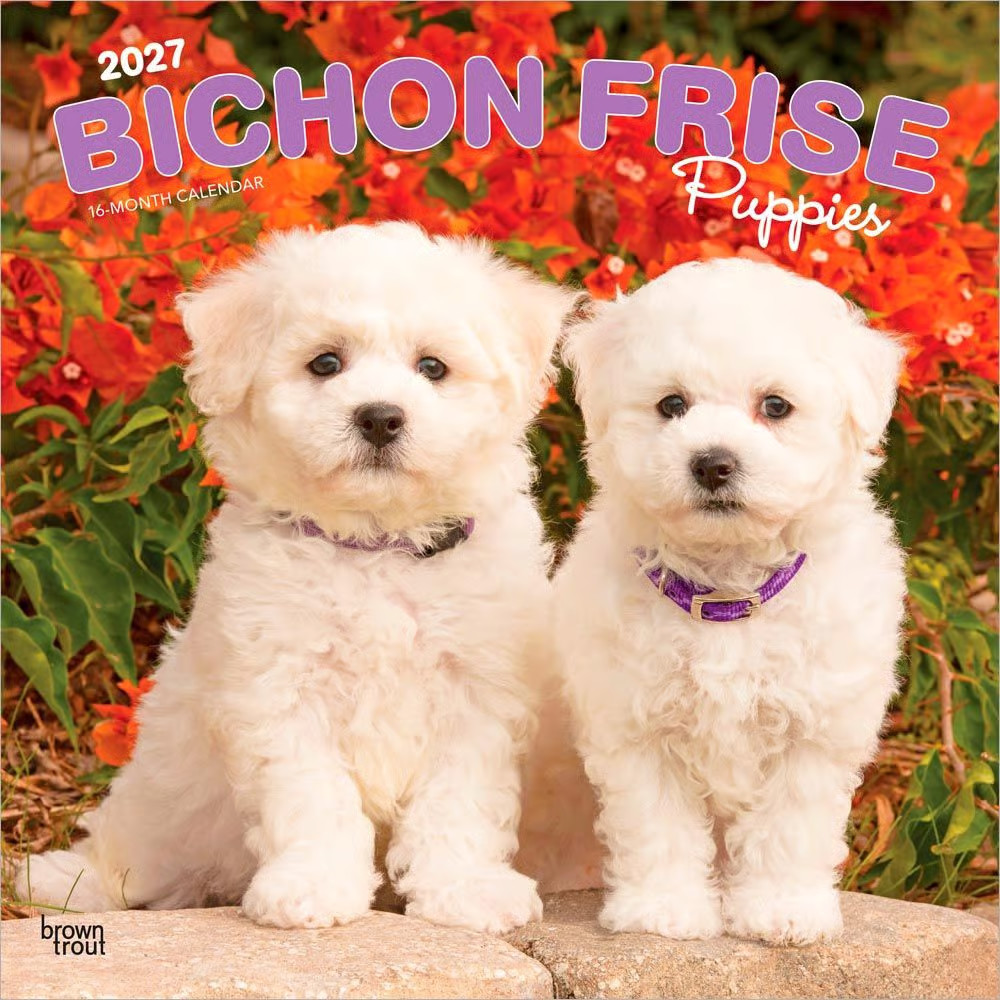 BrownTrout,  Bichon Frise Puppies 2027 Wall Calendar