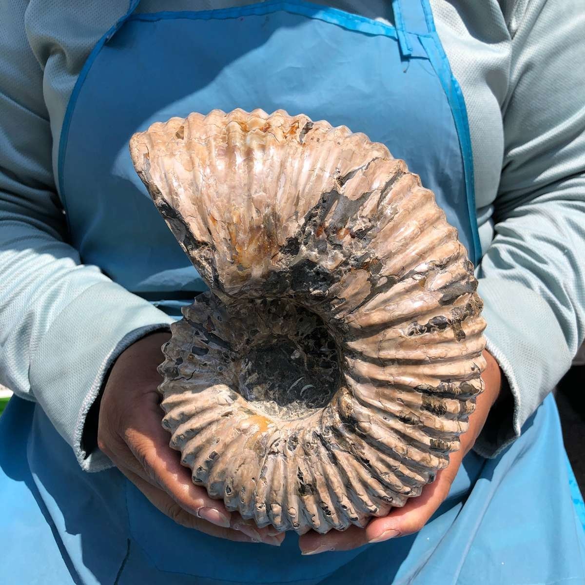 6.84LB Large Natural Beautiful Ammonite Fossil Conch Crystal Specimen Healing