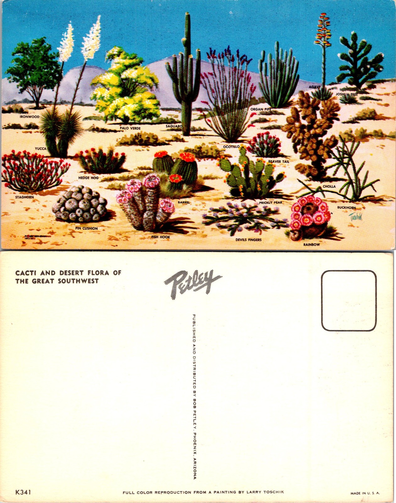 Phoenix AZ Cacti and Desert Flora of The Great Southwest Postcard 72510