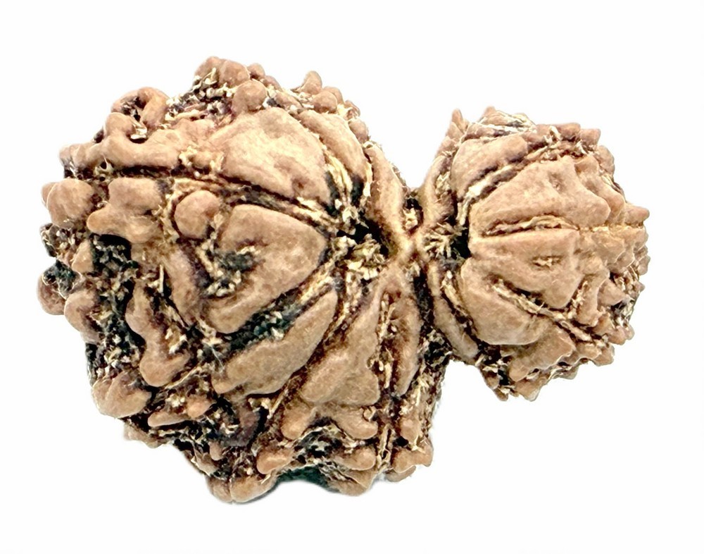 Garbh Gauri Rudraksha - Nepal - IGL Certified