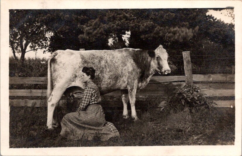 Vintage RPPC Postcard Woman Milking Cow by Fence c.1904-1920s              20319