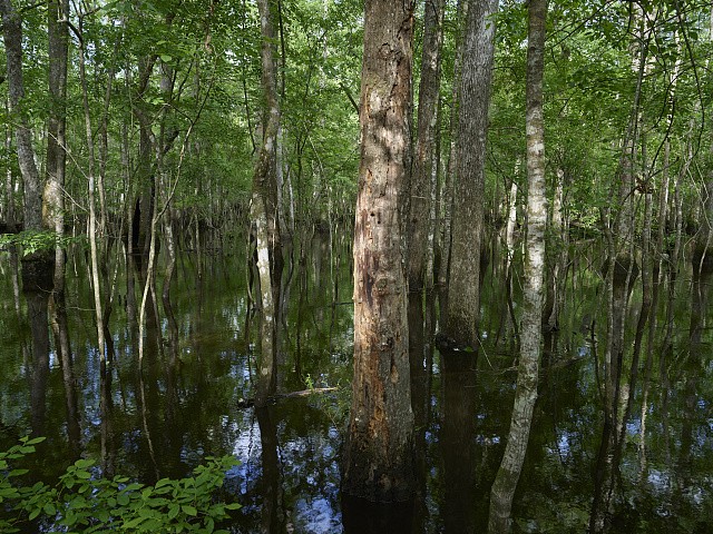 Harleyville South Carolina 2017 Audubon Beidler Forest Swamp Flooded Forest