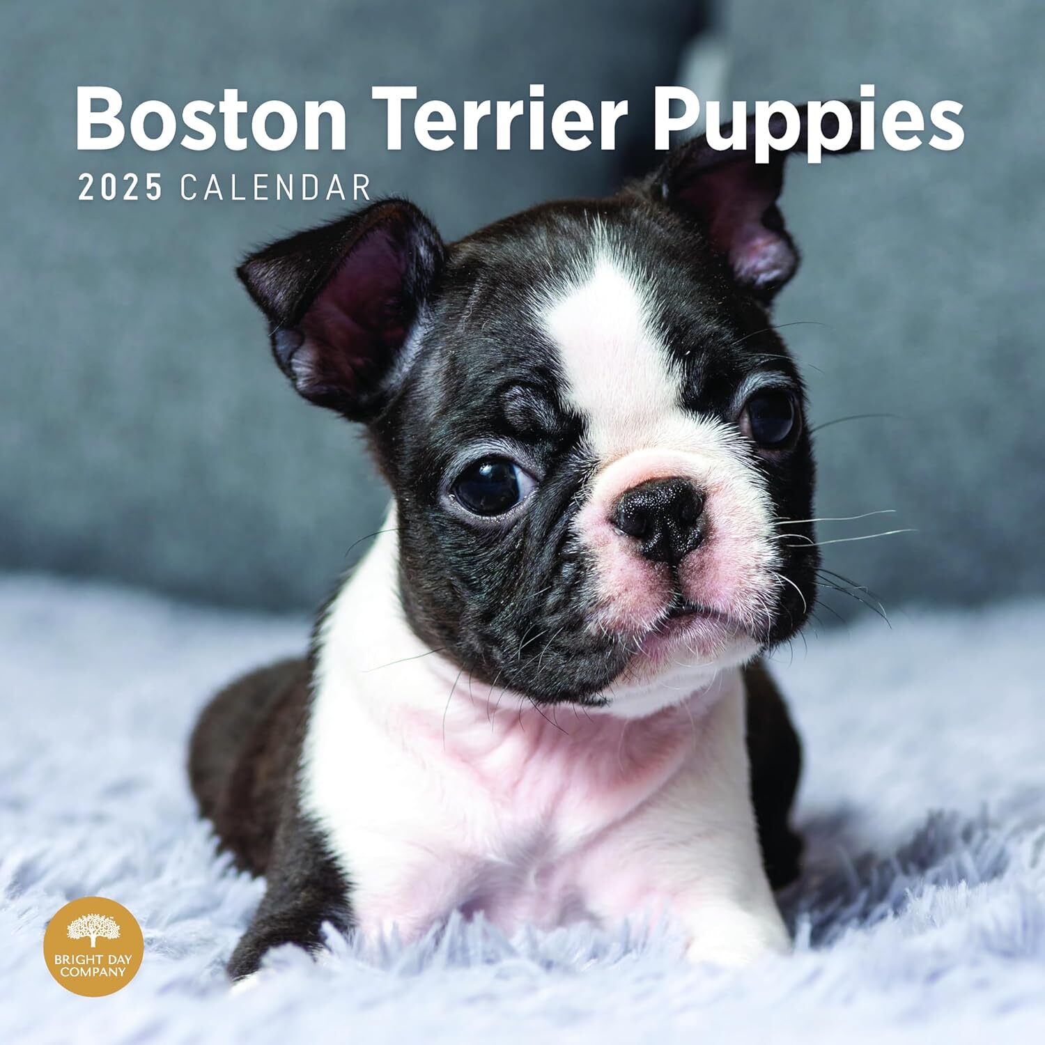 2025 Boston Terrier Puppies Monthly Wall Calendar by Bright Day 12 x 12 Inch ...
