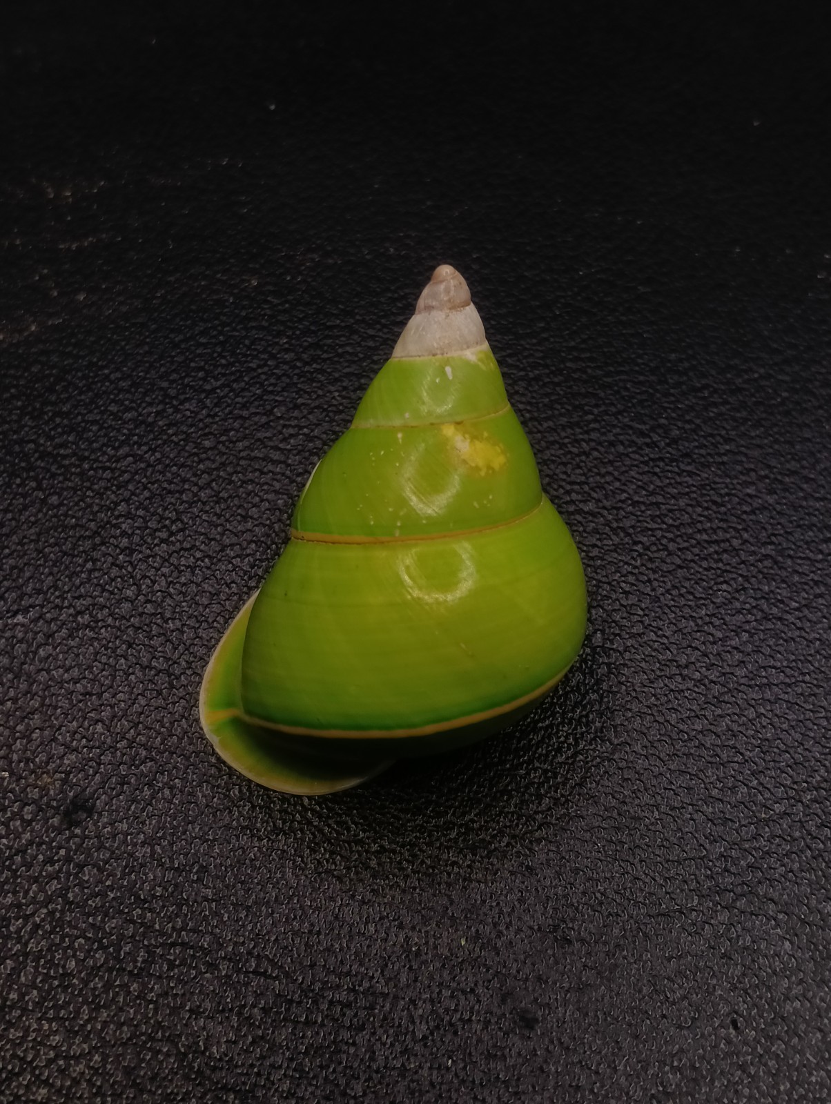 Papustyla pulcherrima land sea shell 37mm. Manus island #17467