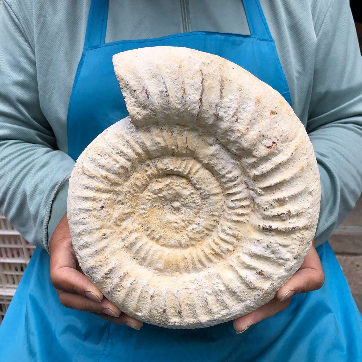 4.62 LB Natural White Ammonite Fossil Specimen Home Decor Healing Stone 5784