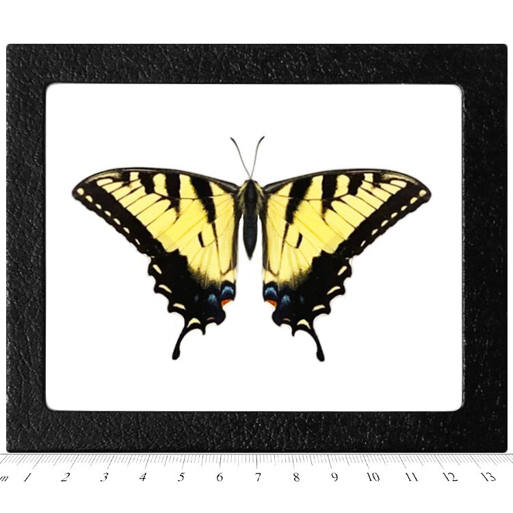 Papilio glaucus MALE RESTING POSE yellow black swallowtail butterfly FRAMED