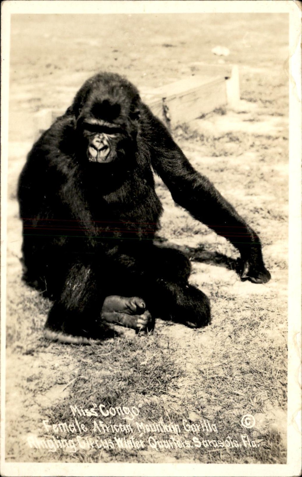 Sarasota FL Female African Mountain Gorilla c1920s-30s Real Photo Postcard bhn