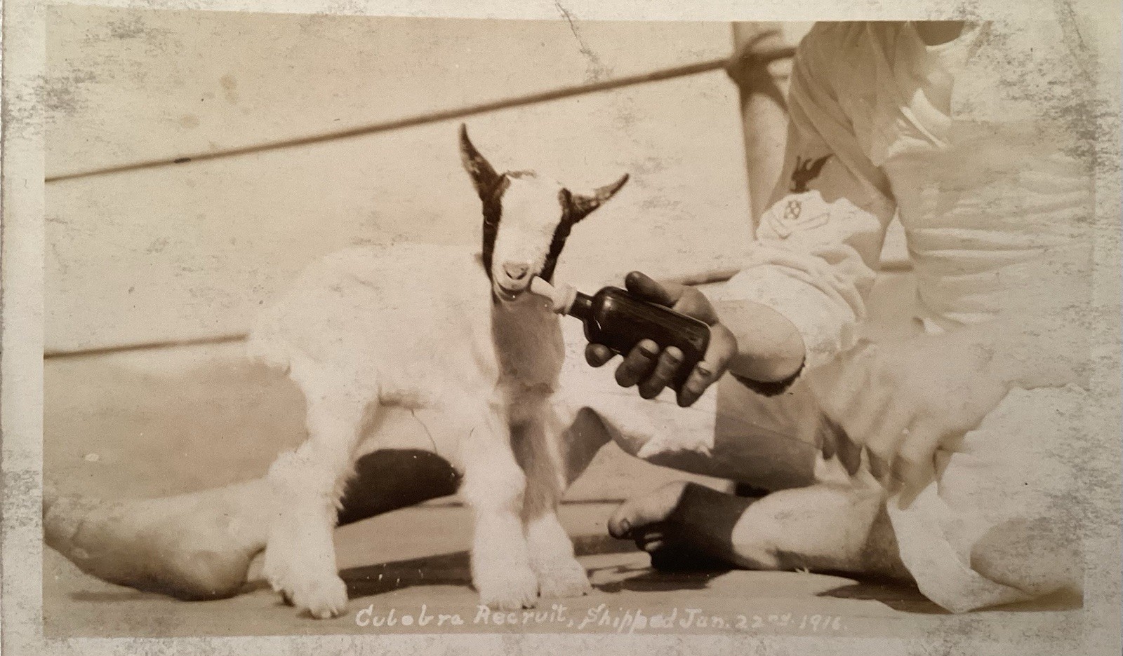 1916 WWI US Navy USS UTAH Goat Mascot RPPC Real Photo Postcard