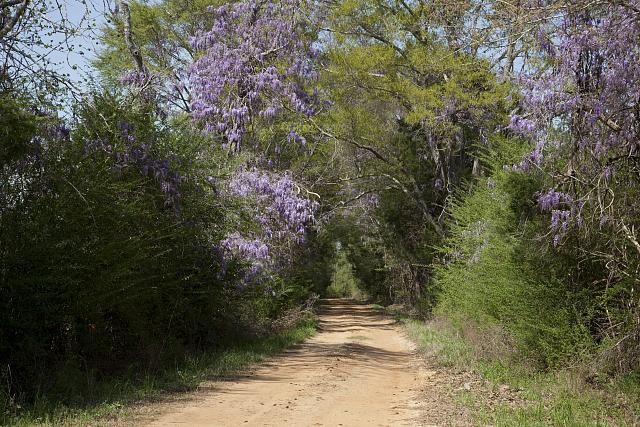 Photo:Rural Alabama 2010 Spring Dirt Road Landscape Blooming Trees