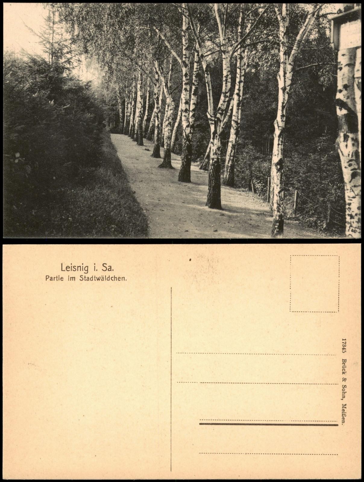 Postcard Leisnig lot in the town forest. birches 1914