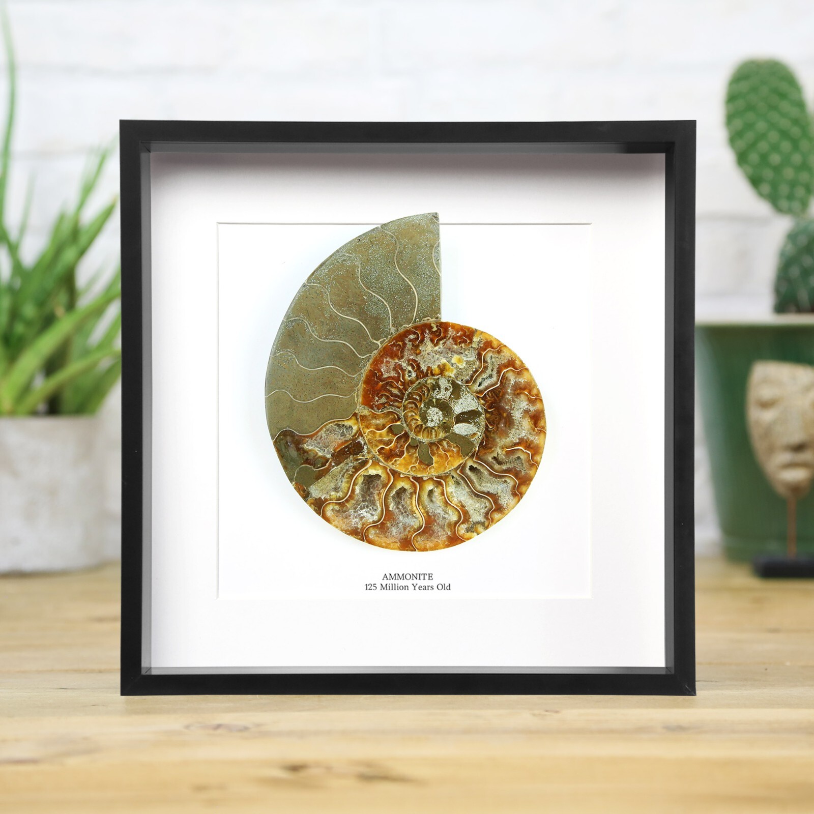 Polished XL Ammonite  (125 million years old) Frame - Fossil Archaeology