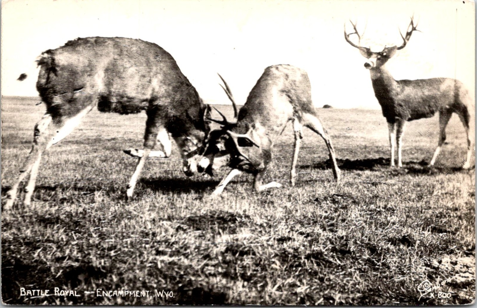 RPPC Battle Royal Bucks Fighting Encampment Wyoming Postcard G153