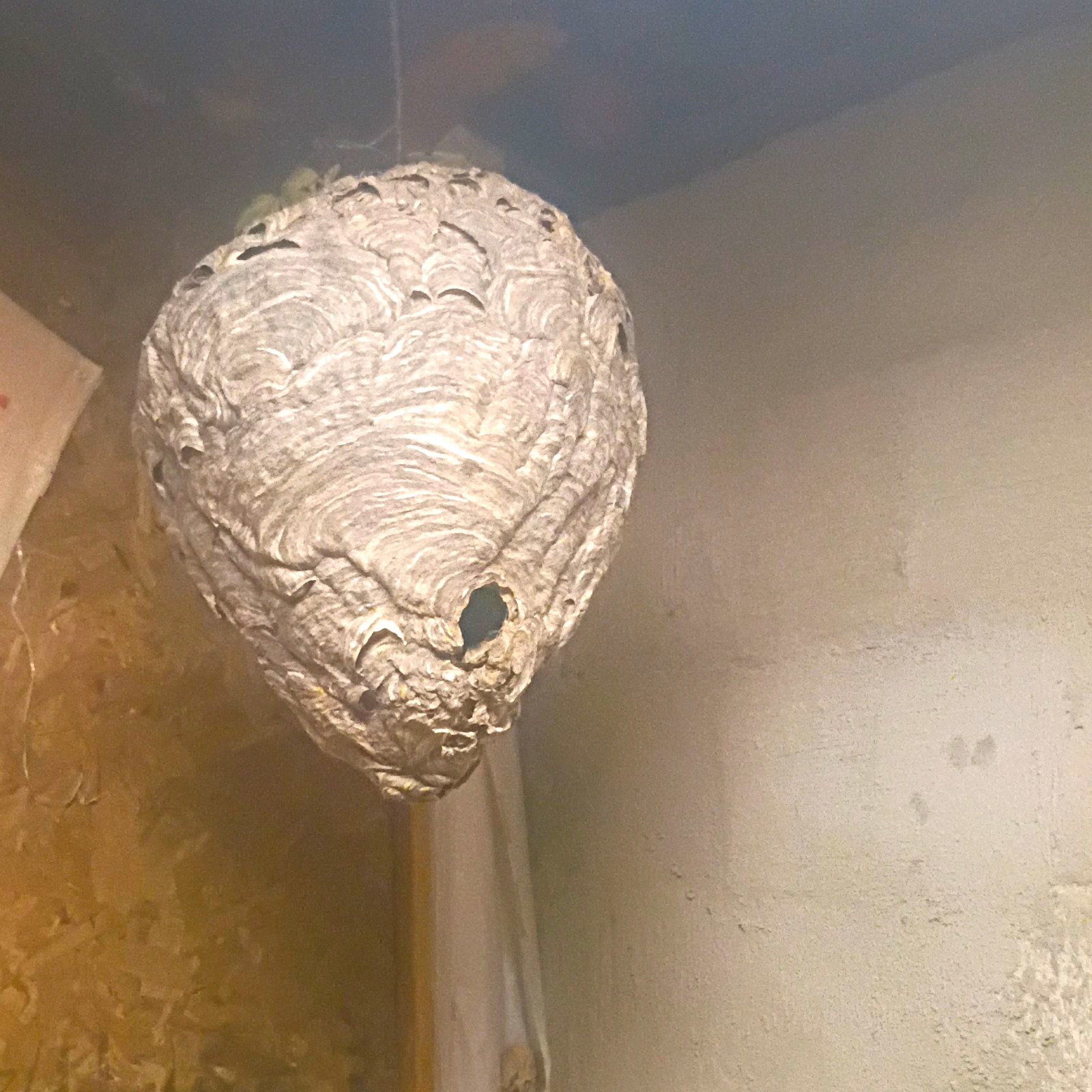 bee hive bee hive